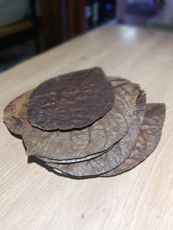 Folhas de Catappa / Amendoeira
