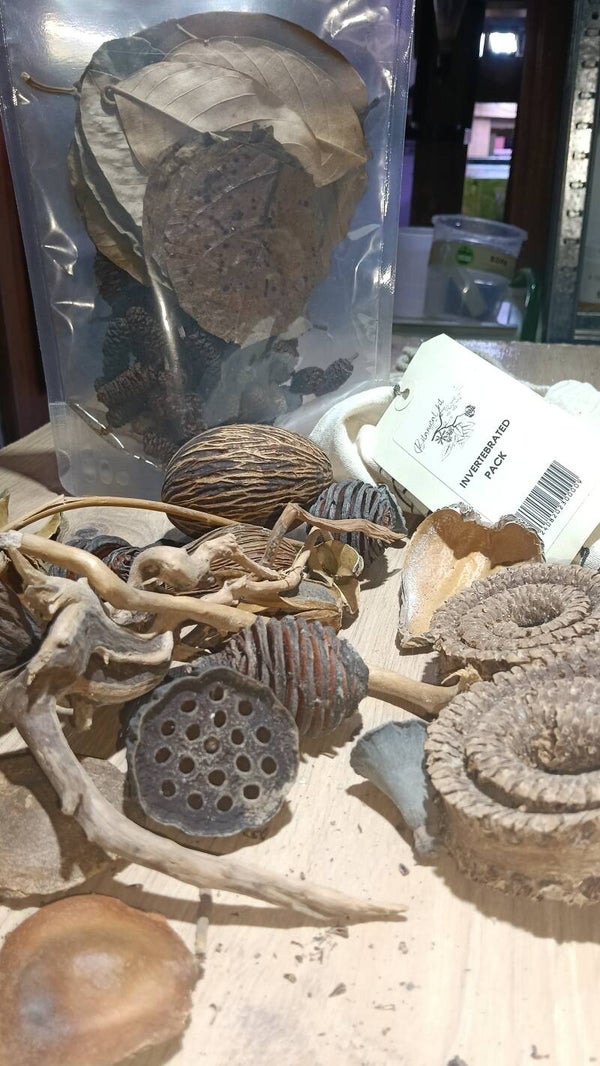 Pack Invertebrados KIT