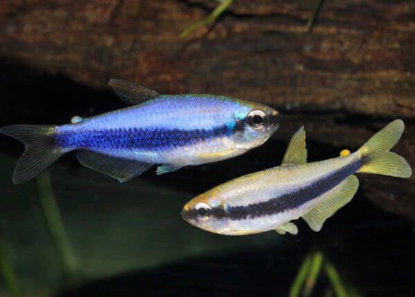 Tetra Imperador Azul