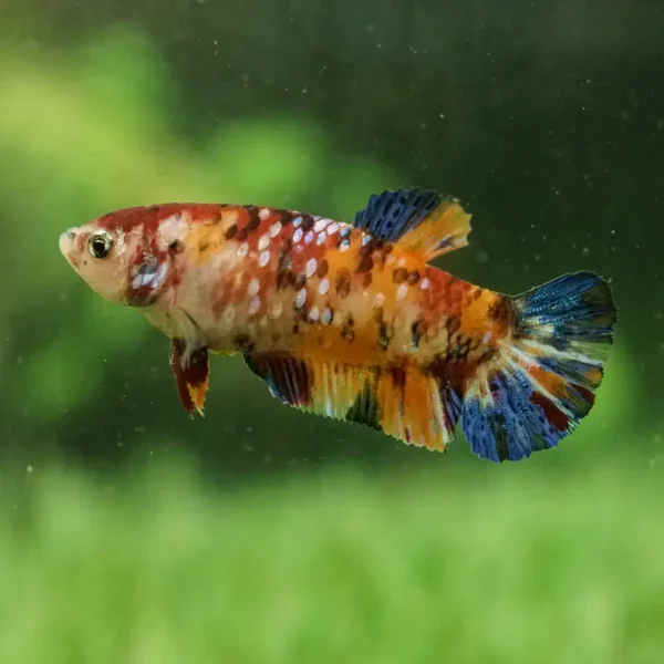 Betta Fêmea Plakat Koi Galaxy