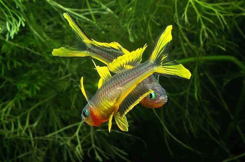 Popondetta Furcata