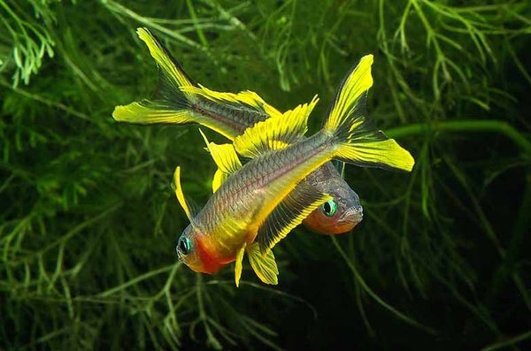 Popondetta Furcata
