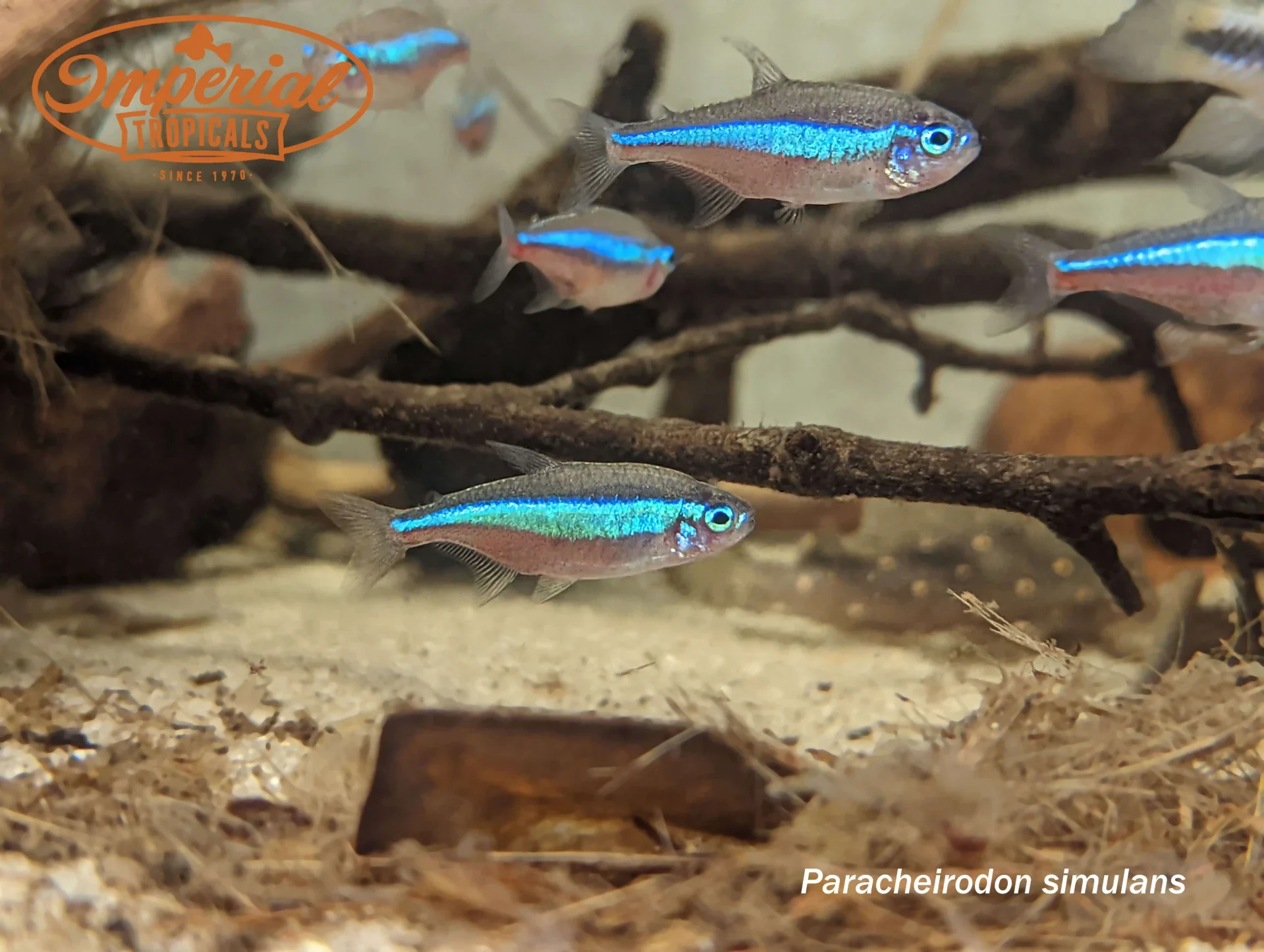 Tetra Simulans Green