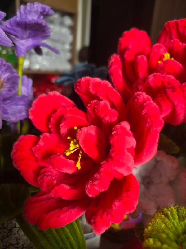 Pivoine