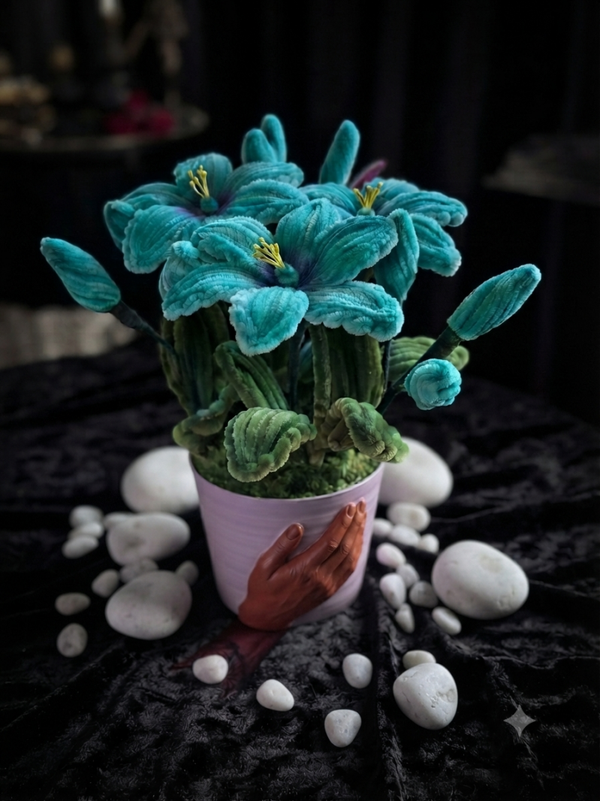 Hibiscus bleu