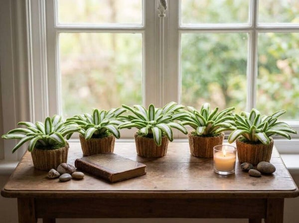 Succulent