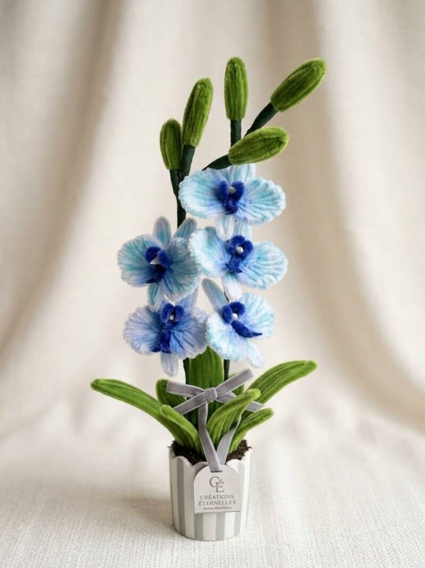 Orchidée bleue