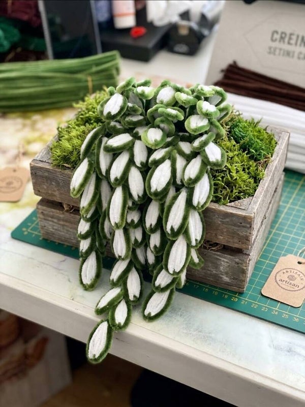 Plantes, succulente
