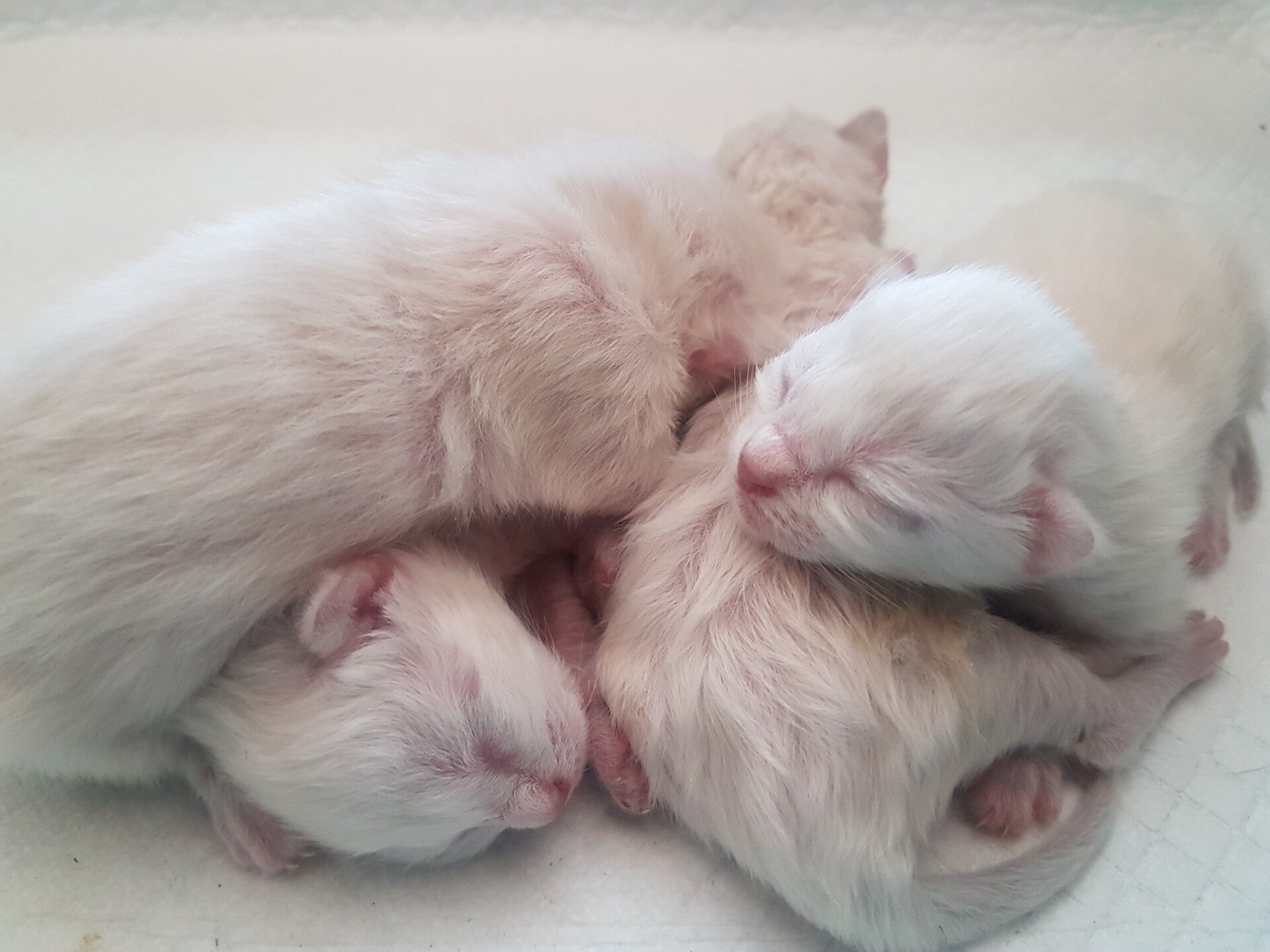 Reservering van de kitten