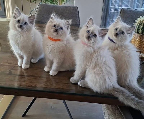 Reservering van de kitten