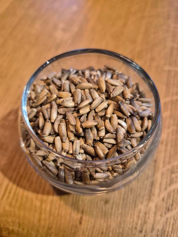 Graines de Chardon Marie