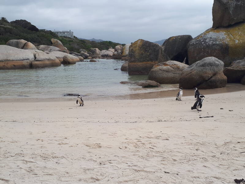 Boulders Beach, Zud-Afrika