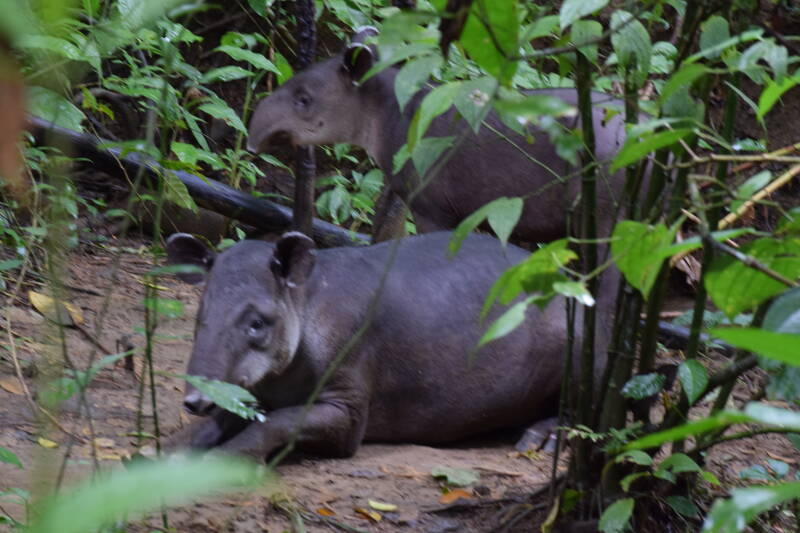 Tapir, Corcovado National Park, Costa Rica
