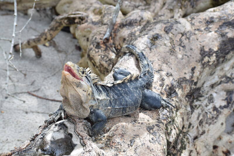 Manuel Antonio, Costa Rica
