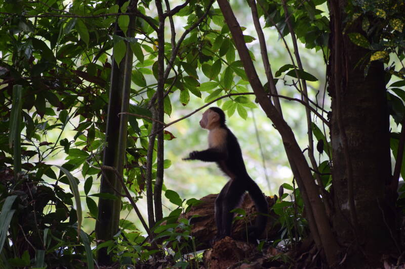 Manuel Antonio, Costa Rica