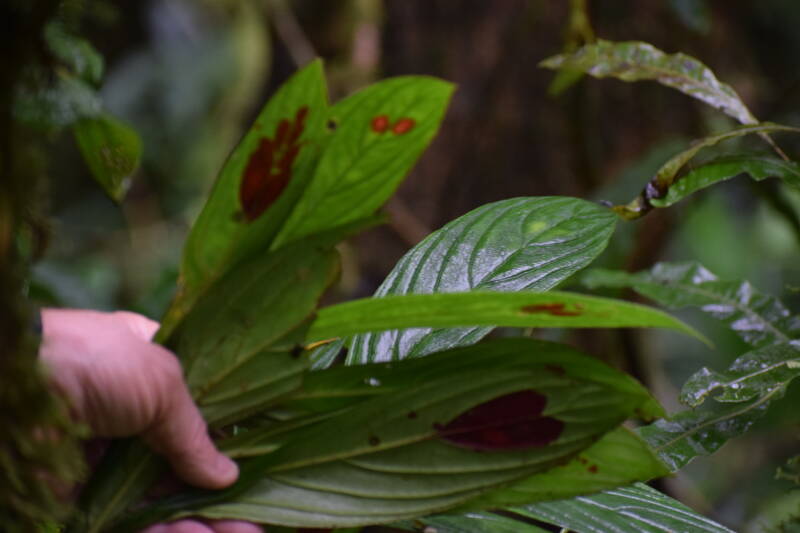 Monteverde, Costa Rica