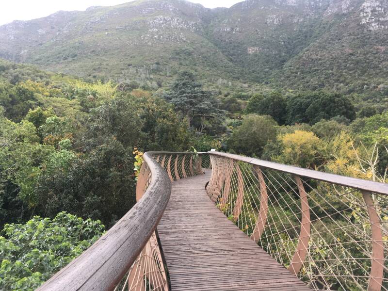 Kirstenbosch, Kaapstad, Zuid-Afrika