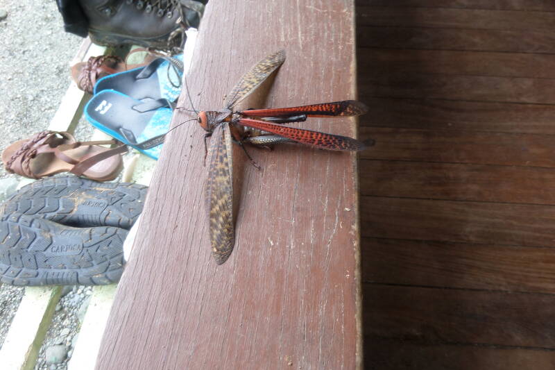 Corcovado national park, Costa Rica