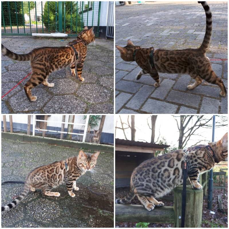 Cattery Kattenpension van Blyendael Blijham Groningen