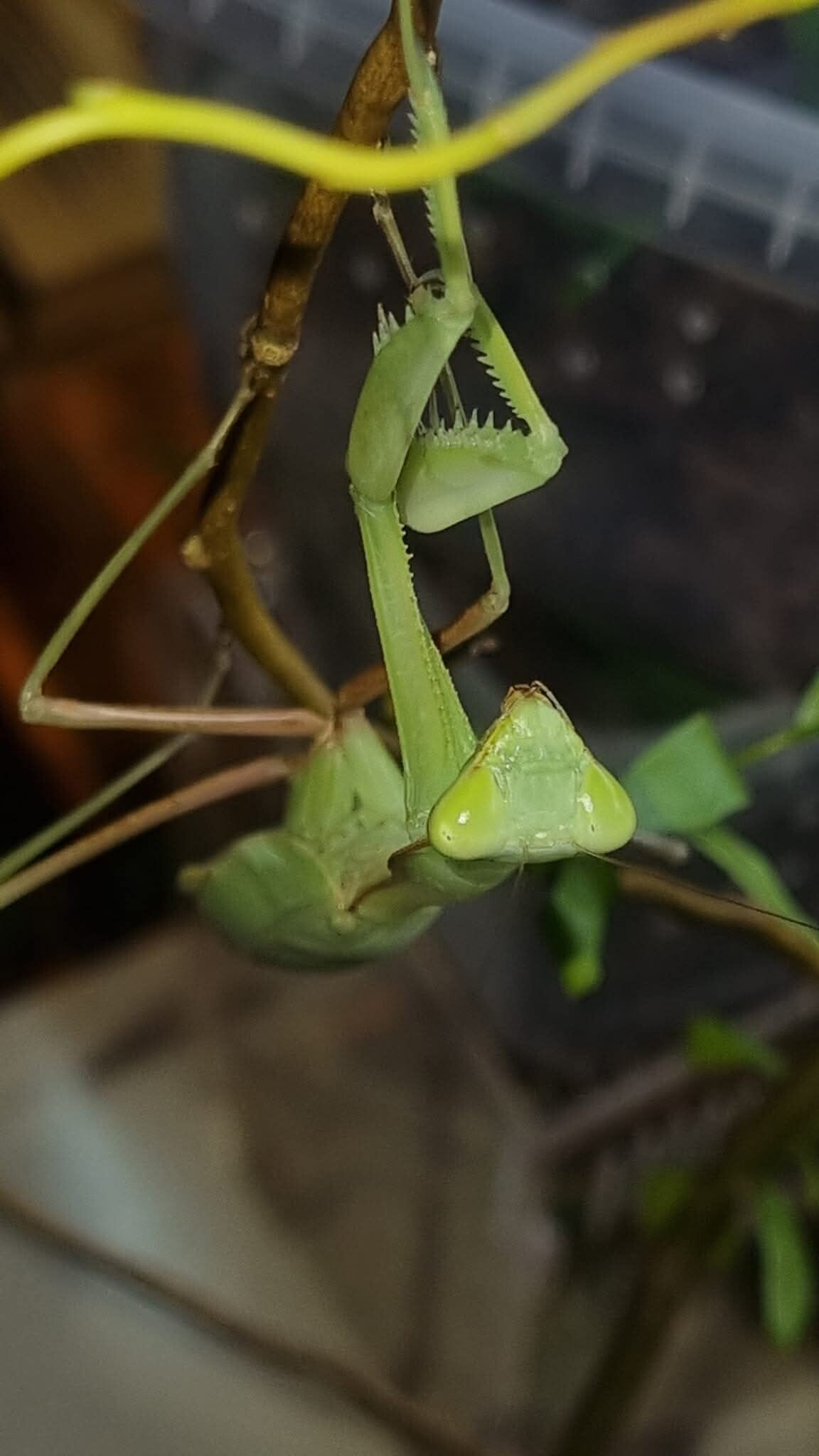 Hierodula Membranacea Die Indische Riesengottesanbeterin