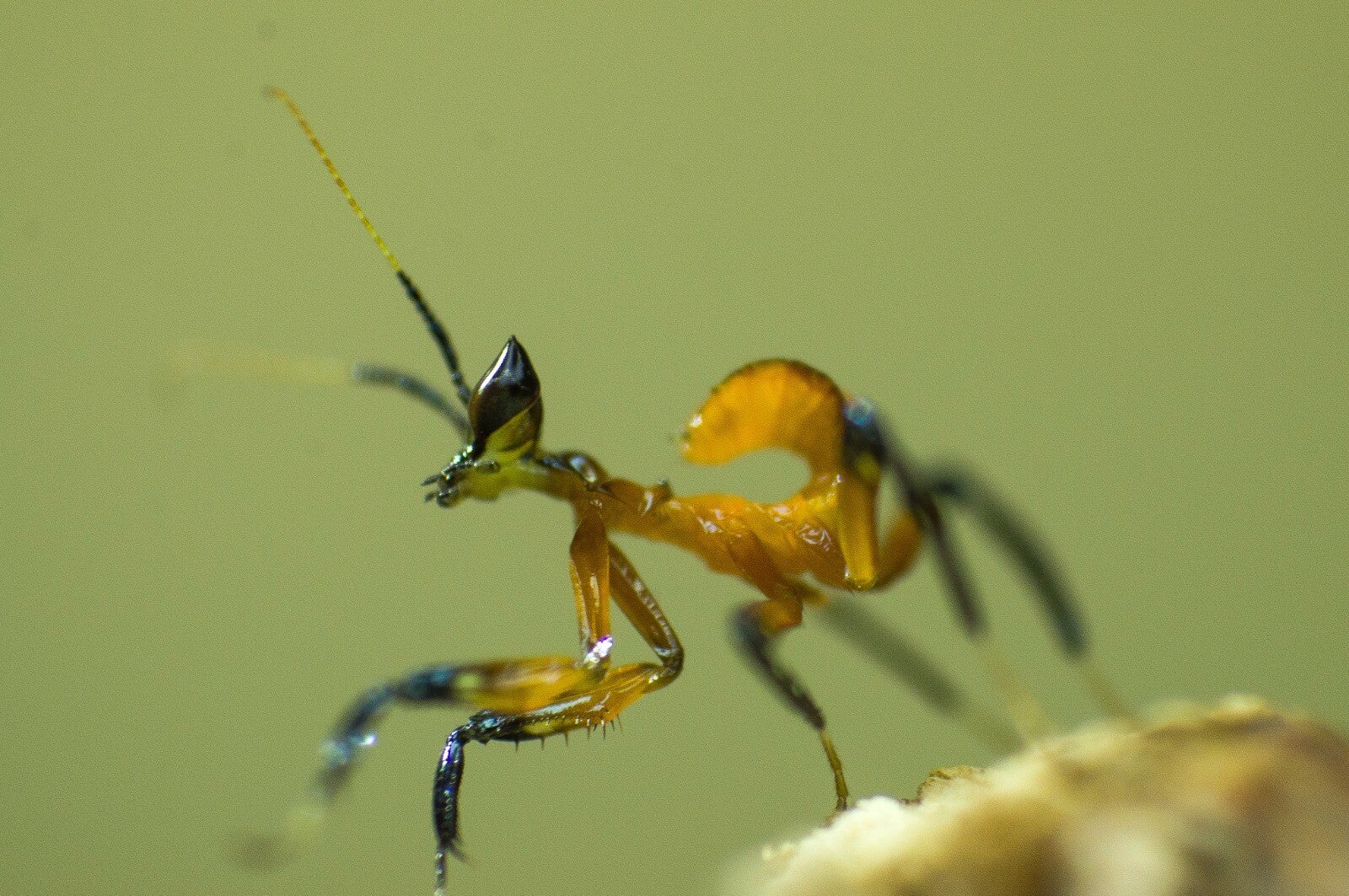 Helvia cardinalis Gelbe Orchideenmantis