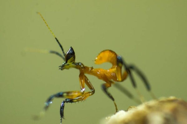 Helvia cardinalis Gelbe Orchideenmantis