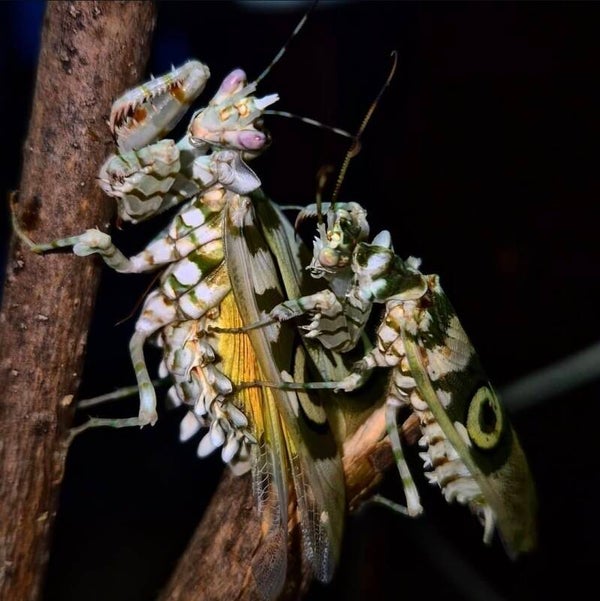 Afrikanische Blütenmantis (Pseudocreobotra wahlbergii)