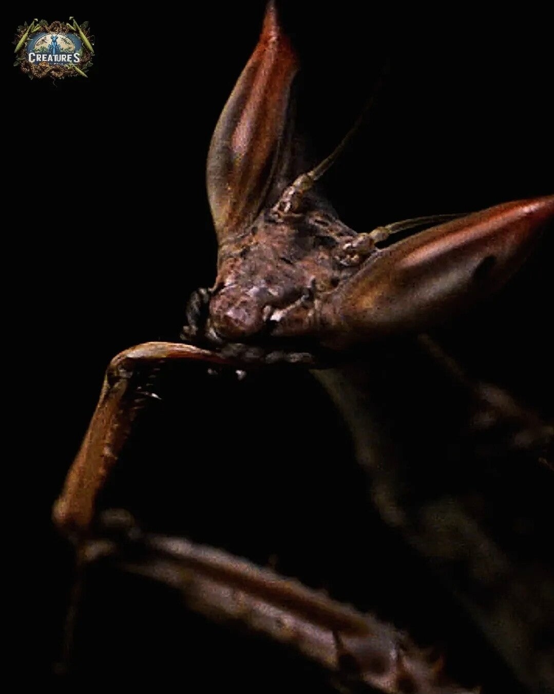 Heterochaeta orientalis
