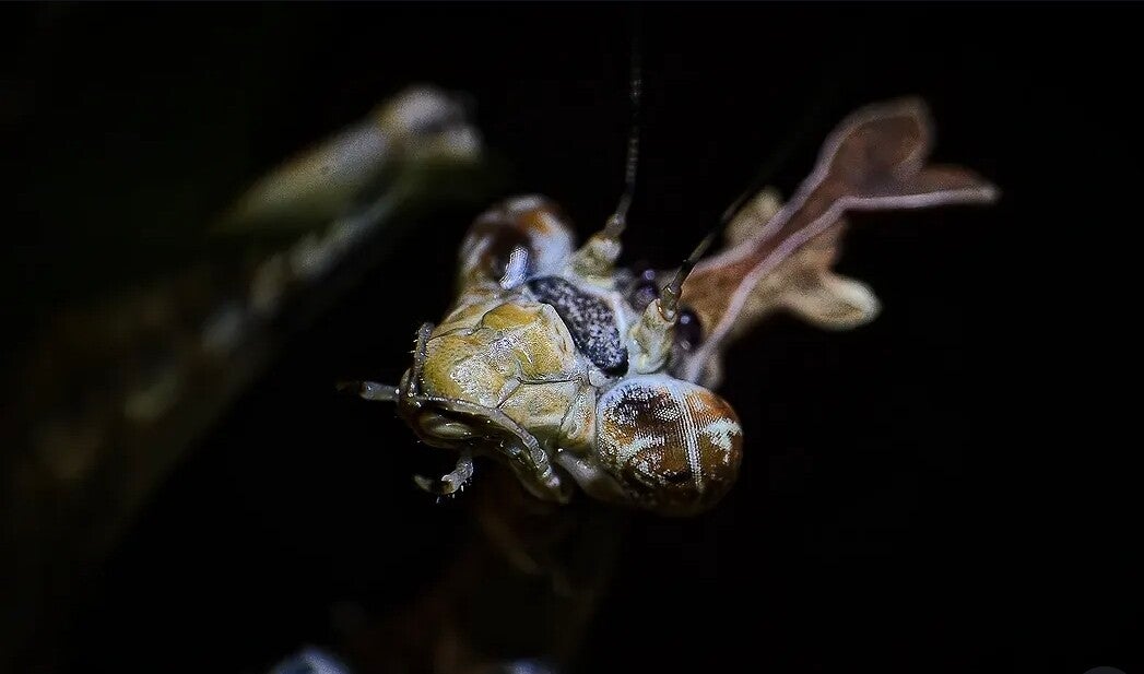 Empusa Hedenborgii