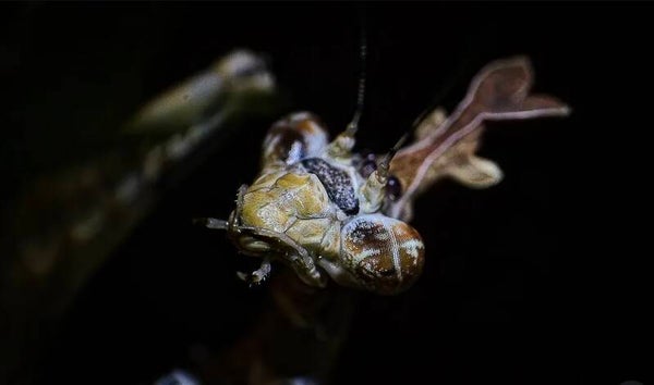 Empusa Hedenborgii