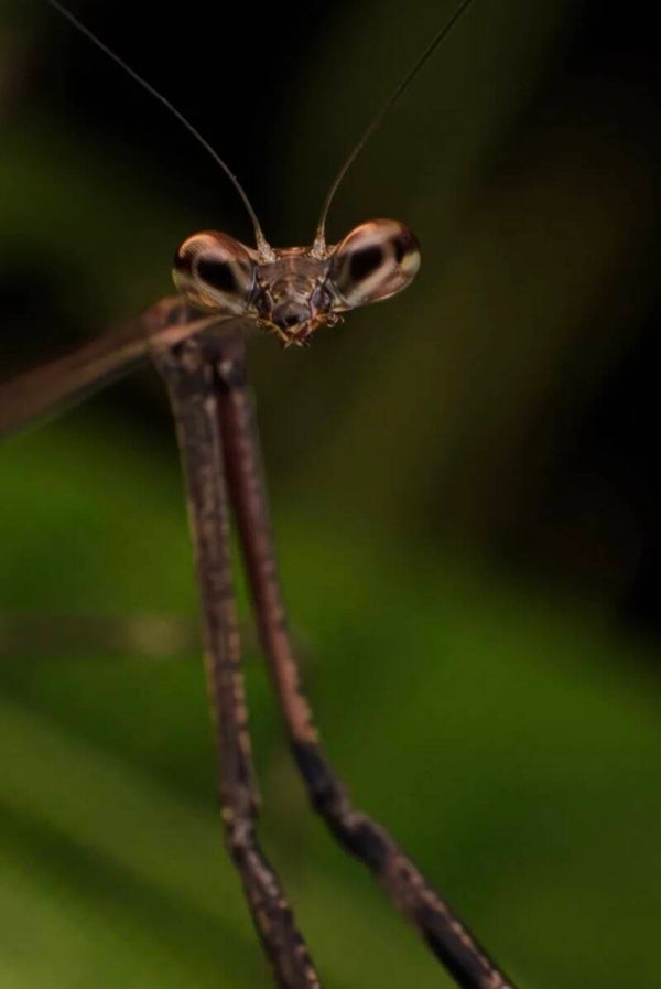 Stockmantis (Euchomenella heteroptera)