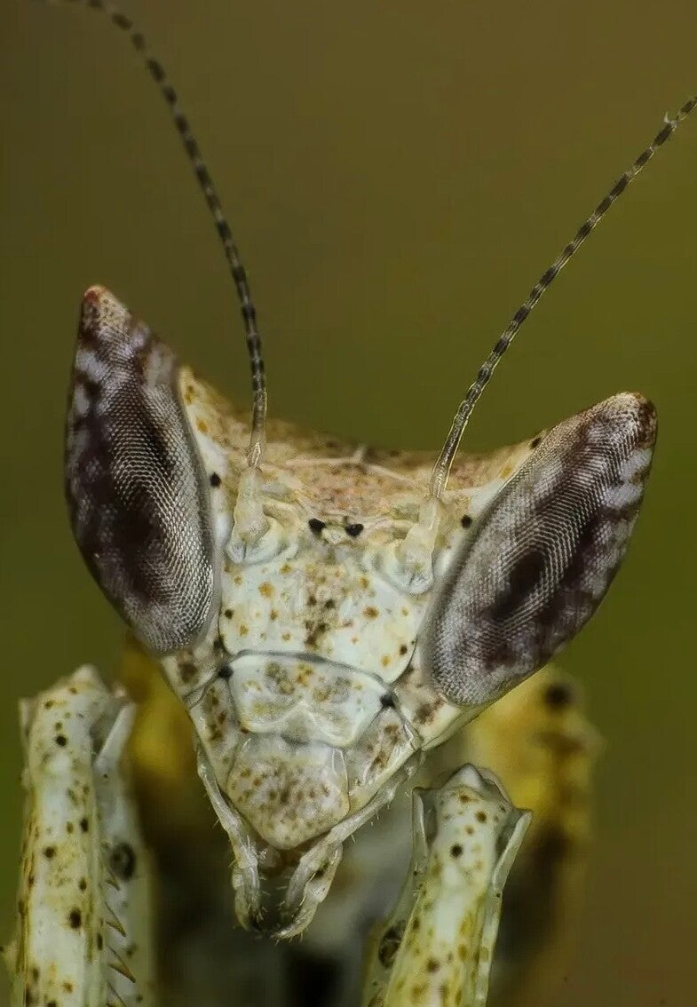 Brancsikia freyi