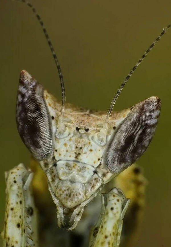 Brancsikia freyi