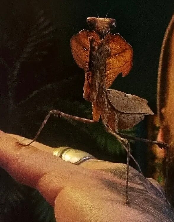 Deroplatys Desiccata