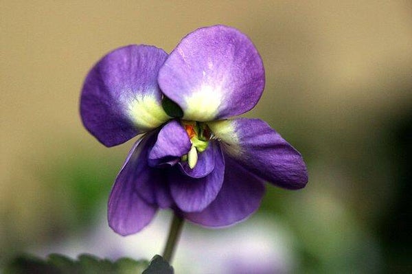 Fondants parfumés VIOLETTE