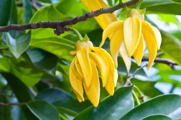 Fondants parfumés YLANG-YLANG