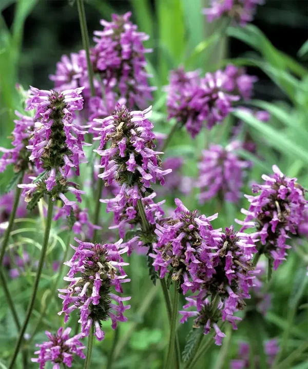 Fondants parfumés PATCHOULI