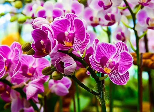Fondants parfumés ORCHIDEE