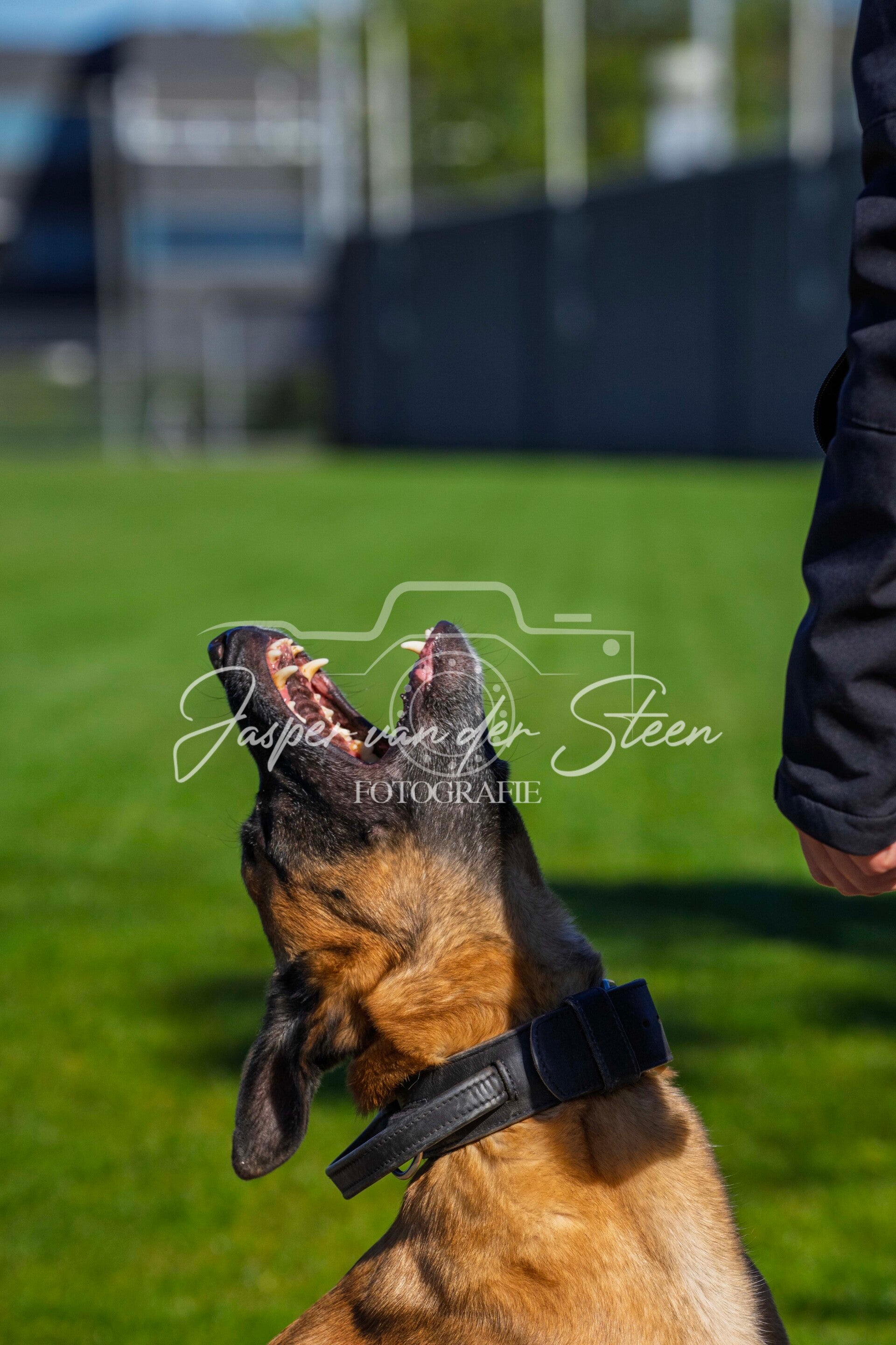 Training diensthonden te Zwijndrecht