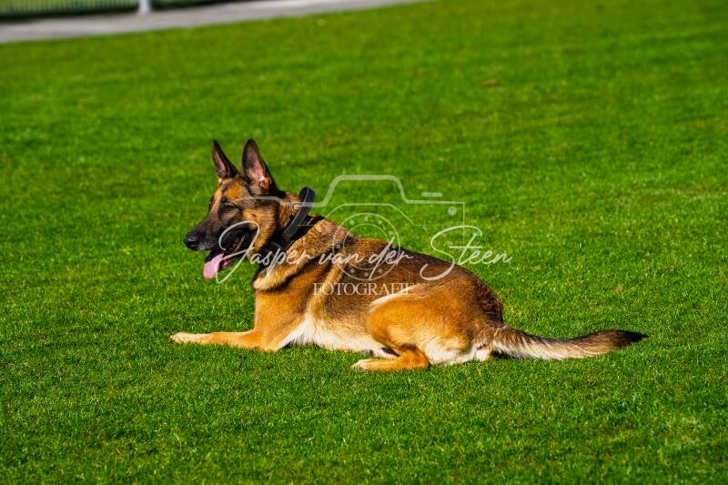dsc03902-kopie-standard.jpg