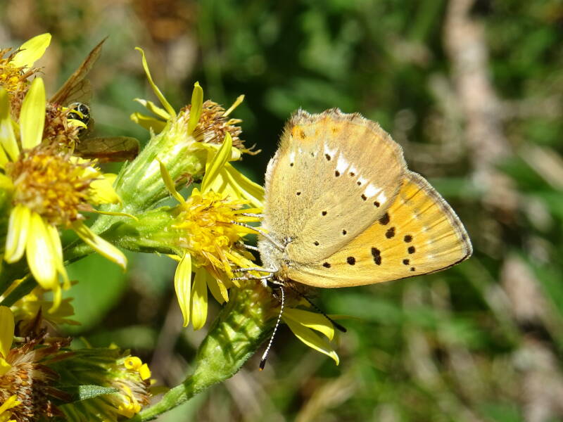 Morgenrood - Lycaena virgaurea