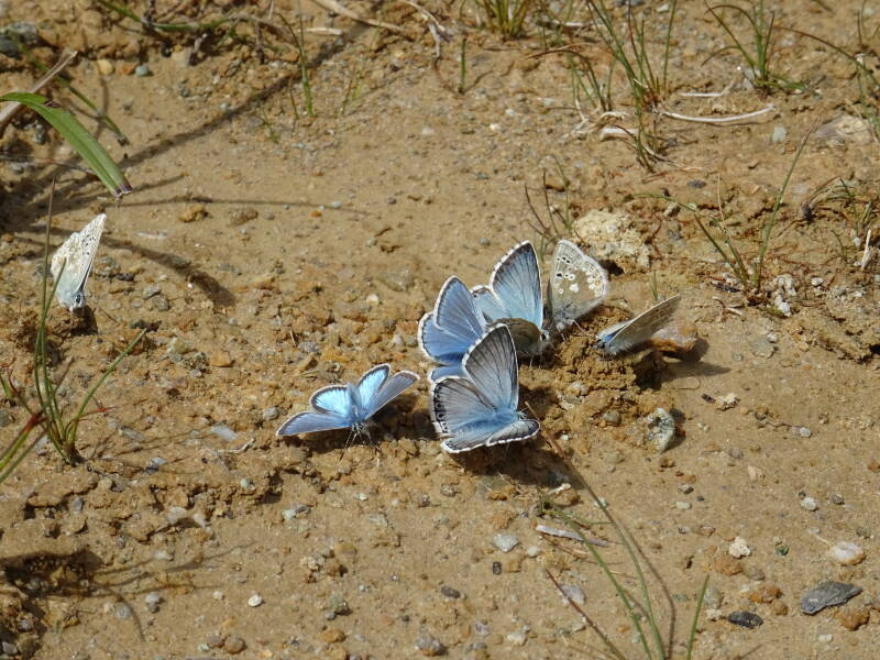 Zuigende blauwtjes
