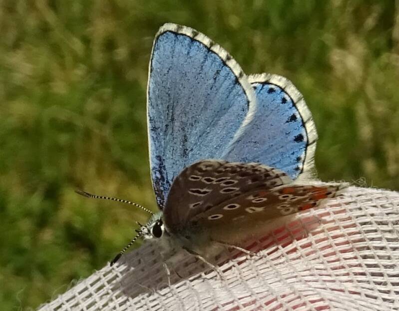 Adonisblauwtje Lysandra bellargus