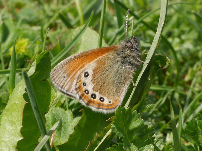 Alpenhooibeestje - Coenonympha gardetta