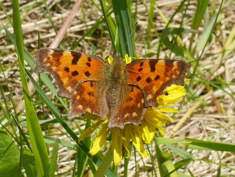 Gehakkelde Aurelia - Polygonia c-album