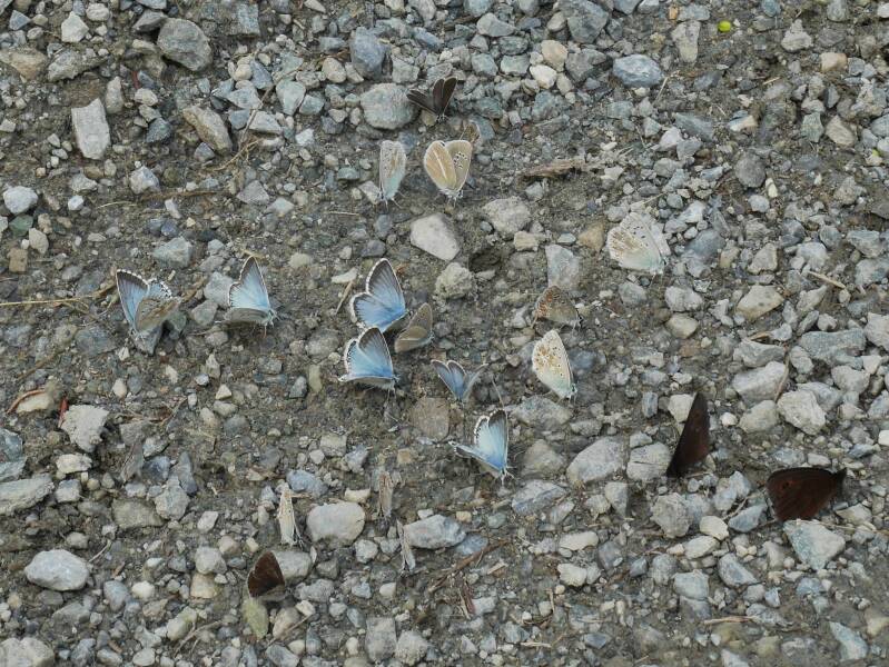 Zuigende blauwtjes