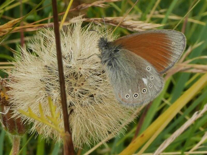 Roodstreephooibeestje - Coenonympha glycerion