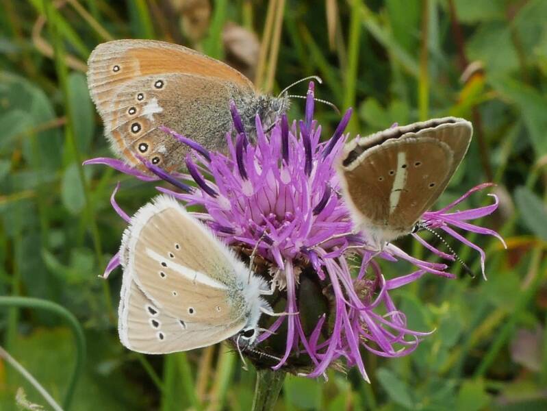 Roodstreephooibeestje - Coenonympha glycerion