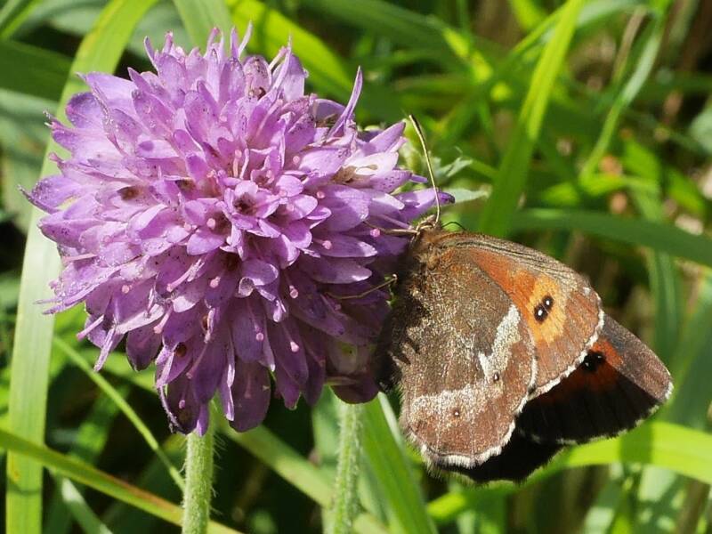 Zomererebia - Erebia aethiops