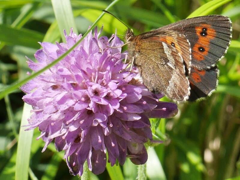 Zomererebia - Erebia aethiops